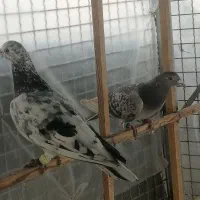 نروماده پرنده زنگ