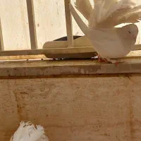 کبوتر دم چتری آمریکایی|پرنده|اصفهان, روشن‌دشت|دیوار
