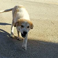 توله سگ سفید