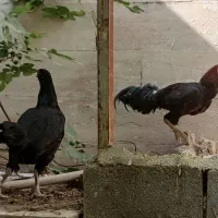 مرغ و خروس لاری اصل