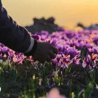 نماینده منصف خریدگل زعفرانم باخرز تربت جام وحومه