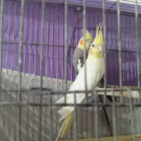 معاوضه جفت عروس هلندی|پرنده|داراب, |دیوار