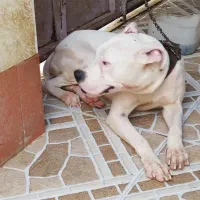 سگ داگو آرژانتین|سگ|بوشهر, |دیوار