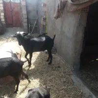 نربزمورسیا اصل|حیوانات مزرعه|زهان, |دیوار