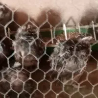 فروش غاز و بلدرچین|حیوانات مزرعه|شاهرود, |دیوار