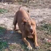 واگزاری پیتبول ماده