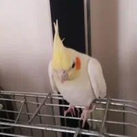 عروس هلندی لوتینو بسیار زیبا و سالم