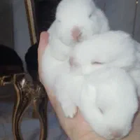 واگذاری سه تا بچه خرگوش با مادرشون