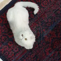 پرشین