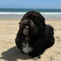 سگ دو ساله نر