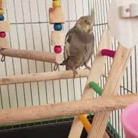 جوجه عروس هلندی