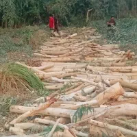 چوب درخت ابریشم اکالیپتوس کنار مرکبات قیمت بالا