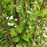 فروش باغچه در قلب شهرری(بهترین سرمایه گزاری سال)|فروش دفتر صنعتی، کشاورزی، تجاری|ری, علایین|دیوار