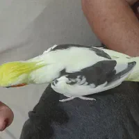 طوطی عروس دوکت