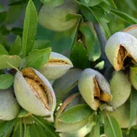 پیشفروش نهال بادام حریر