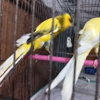 قناری کشیده بلند دوساله دم ۱۲نر دونه ای ۷تومان