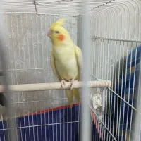 عروس هلندی رو ۳تا جوجه مینا رام هم دارم