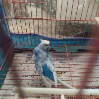 مرغ عشق جفت|پرنده|شیراز, تندگویان|دیوار