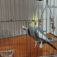عروس