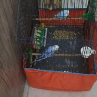 مرغ عشق انگلیسی