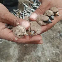 سهره صورتی یا سهره خاکی|پرنده|شیراز, محراب|دیوار