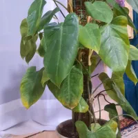 گیاه اپارتمانی فیلو دندون رونده