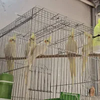 فروش طوطی عروس هلندی