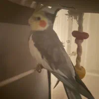 عروس هلندی نر