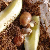 تعدادی حلزون|خزنده|شیراز, فخرآباد (دروازه کازرون)|دیوار