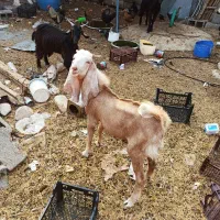 یک عدد کهره نر پاکستانی