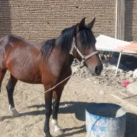 اسب|اسب و تجهیزات اسب‌سواری|بهبهان, |دیوار