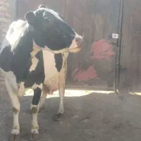 گاو هلشتاین شکم سوم|حیوانات مزرعه|شادیان, |دیوار