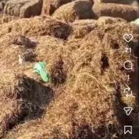 شبدر پرس شده محصول چیدن دوم و سوم