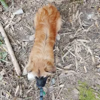 فروش سگ ترییر|سگ|چالوس, |دیوار