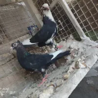 کبوتر پلنگ