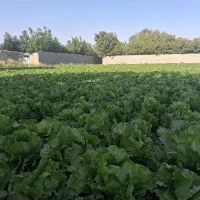 کاهو سالادی اماده صادرات