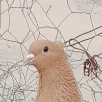 نر زرد کلاهی