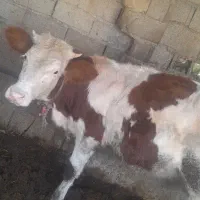 گوساله
