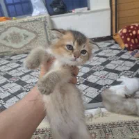 طوله گربه اسکاتیش و بریتیش|گربه|آبادان, |دیوار