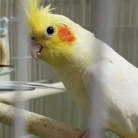 یک جفت عروس هلندی مولد با قفس و لانه
