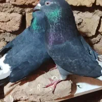 تعدادی کفتر پرشی و جوجه کشی|پرنده|گرمسار, |دیوار