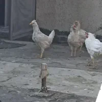 مرغ گلین پنگوینی کرچ شو