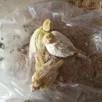 عروس و کوتوله سریلاکی