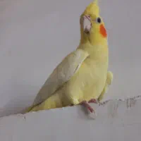 عروس هلندی لوتینوزعفرانی  ماده بالغ|پرنده|مشهد, ادیب نیشابوری (شهرک غرب)|دیوار