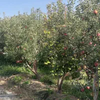 فروش۴۱۰متر باغ زمین انشعابات+سندتکبرگ دماوند جابان|فروش زمین و ملک کلنگی|دماوند, دماوند|دیوار
