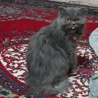 واگذاری گربه پرشین