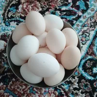 تخم مرغ گلین