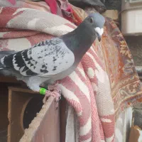 دوبر نر