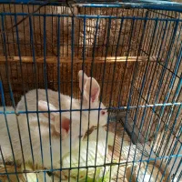 خرگوش چشم قرمز