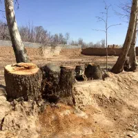 خرید چوب و برش چوب و درخت|خدمات باغبانی و درختکاری|تبریز, |دیوار